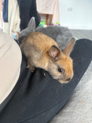 2 baby rabbits still looking for there home