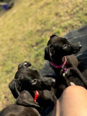 Whippet puppys