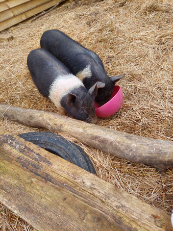 Miniature brother and sisterpiglets