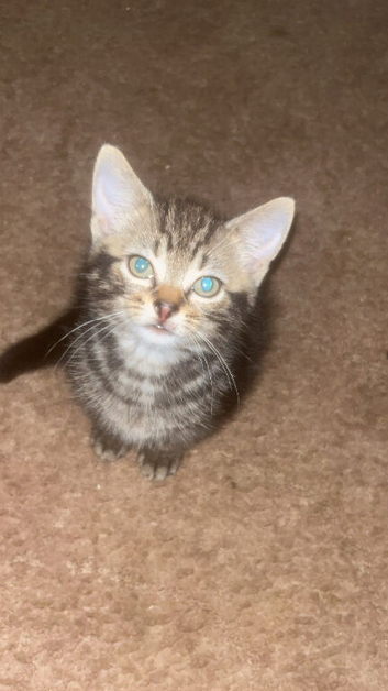 boy kitten