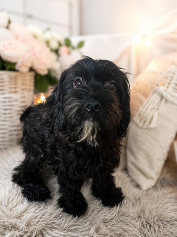 Cavapoo &times; Border Terrier cross.