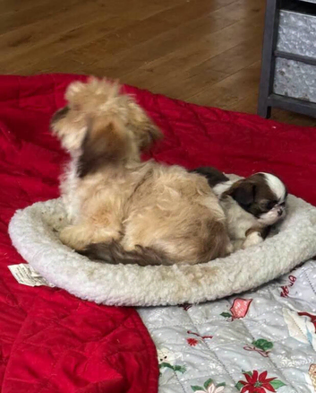 Our last shih tzu little boy