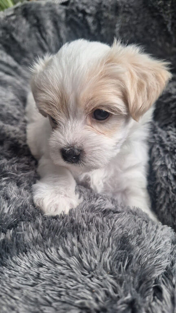Morkies
