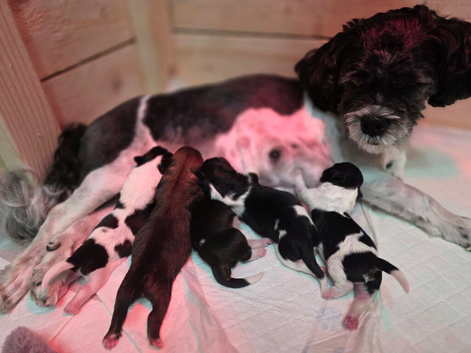 Gorgeous little black and white lhasa apso puppies born 9/8/26.