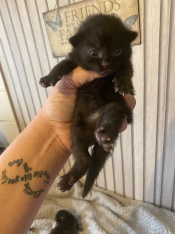 Boy kitten