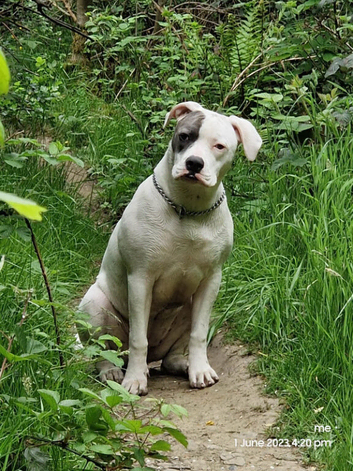 8 American bulldog pups left  ready to go soon