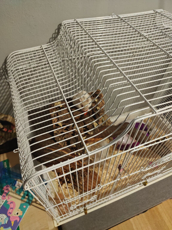 Dwarf hamster