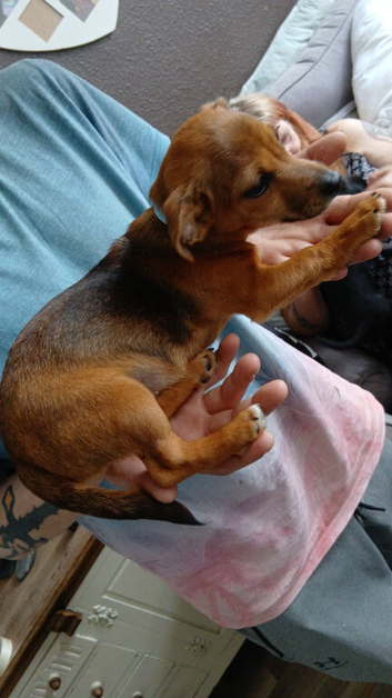 Miniature jack russells