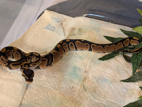 Baby Normal Het Pied
