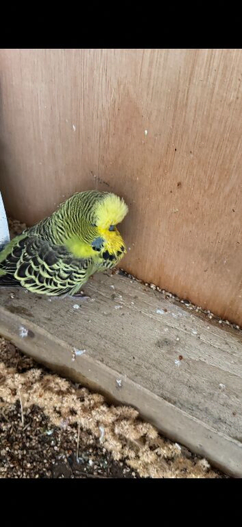 Budgies