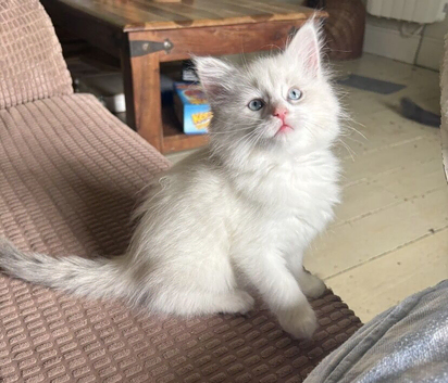 Gorgeous mainecoon x ragdoll