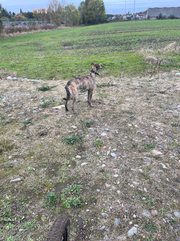 Deerhound saluki grey