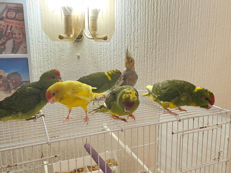 Tame kakariki chicks
