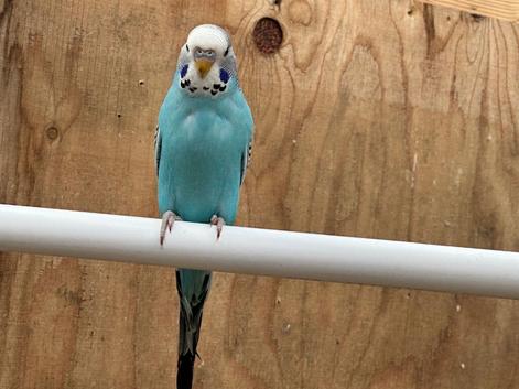 4 Budgies for sale &pound;35 each