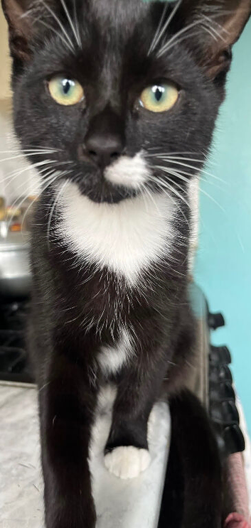 5 month old male kitten