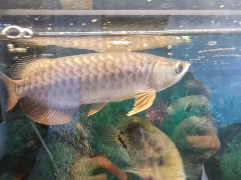 Red tail Golden Arowana