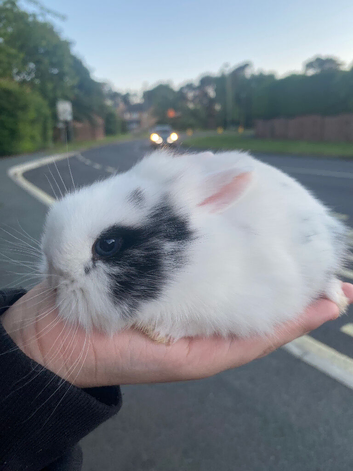 Baby rabbit