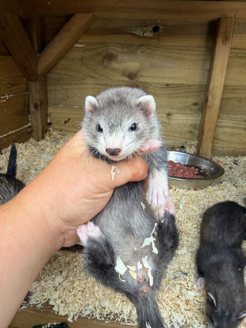 Jill&rsquo;s looking for loving home