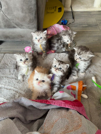 Stunning Maine coons available nov/dec