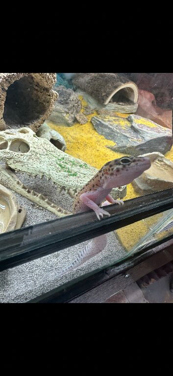 2 x leopard geckos and enclosure