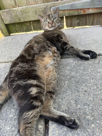 9 year old male cat