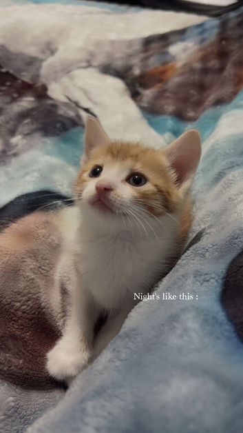 Boy kitten
