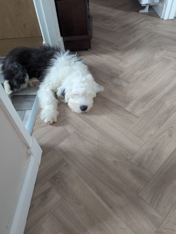Old English Sheepdog pup.