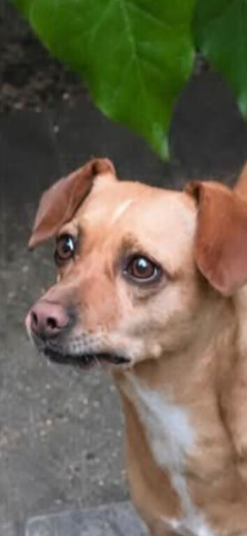 Lost/ Missing Female Jack Russell Cross