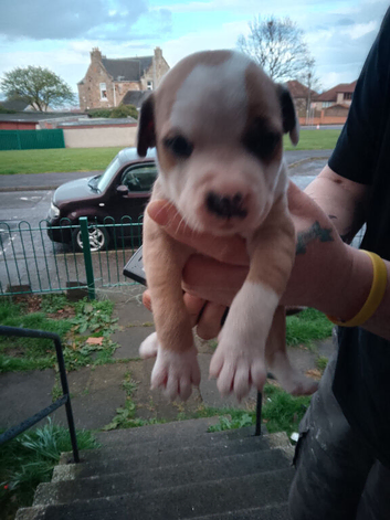 12 week old puppy
