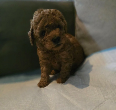 Small toy x Asian poodle puppies