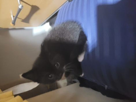 8 kittens