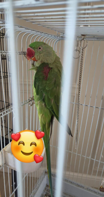 Alexdarine parrot
