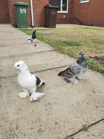 Pigeons for sale