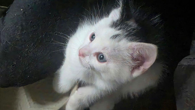 3 beautiful kitten ready to go to forever home