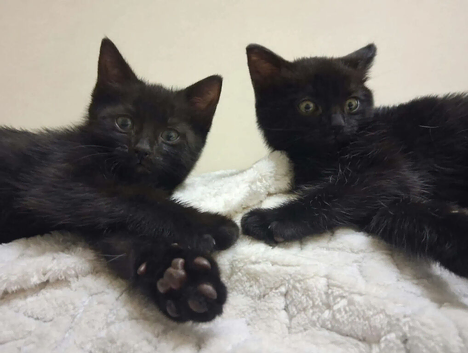 2 x male black tabby kittens