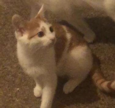 male 4 months old