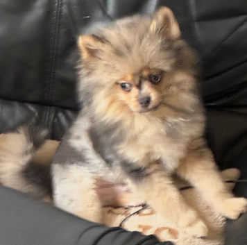 Male Pomeranian 6 months