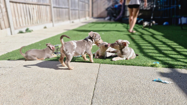 Merle girl puppies