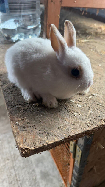 2 baby boy netherland dwarf