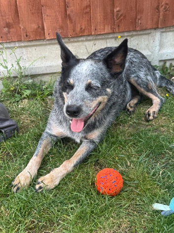 2 Beautiful Australian Cattle Dogs(1Male/1 Female)