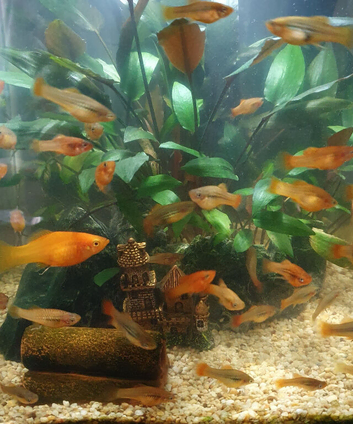 Young molly fish green and orange