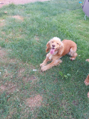 Cocker spaniel