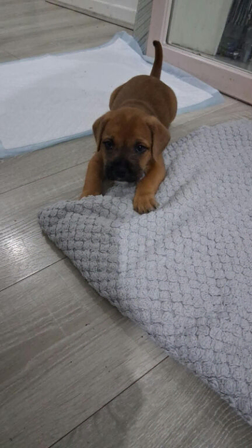 Male Mixed breed puppy for sale in oxford