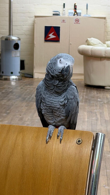 African grey female