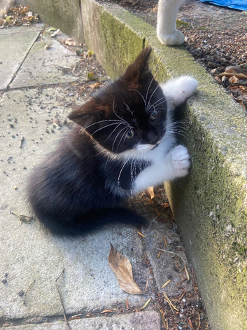 1 male kitten