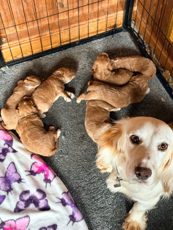 F1 cockapoos pups