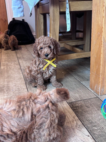 KC reg Min Poodle Puppies