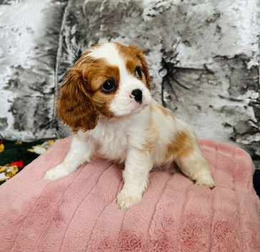 Beautiful King Charles spaniel