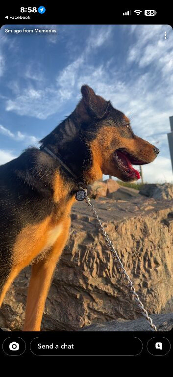 Belgian malinois x collie