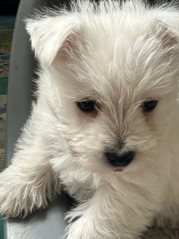Beautiful Westie pups